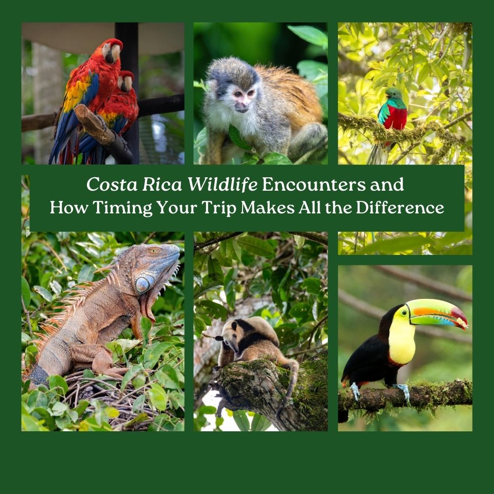 Costa Rica Wildlife Encounters and How Timing Your Trip Makes All the Difference