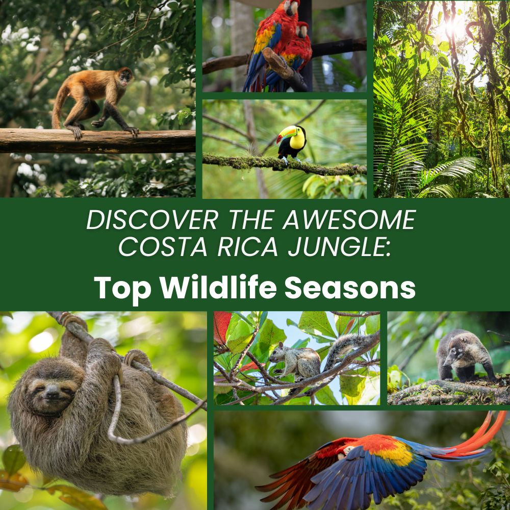 Discover the Awesome Costa Rica Jungle: Top Wildlife Seasons