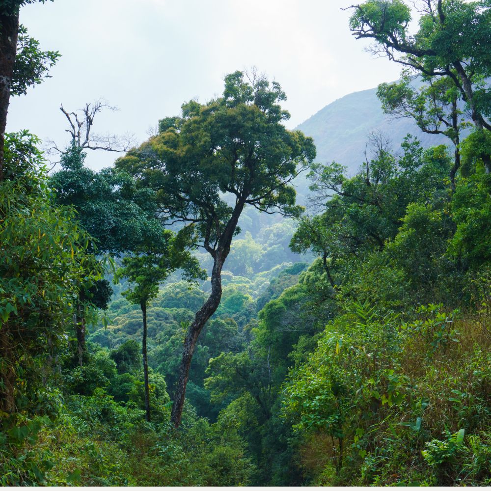 costa rica rainforest
