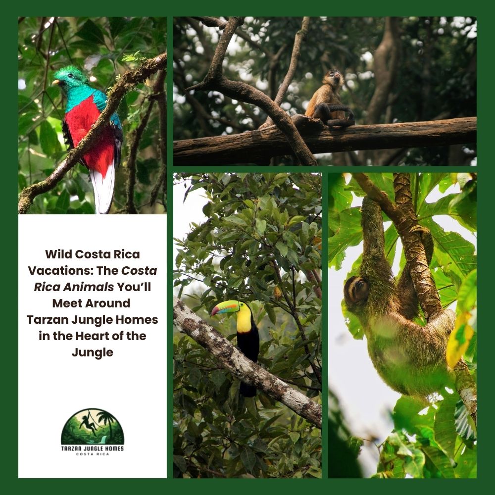 Wild Costa Rica Vacations: The Costa Rica Animals You’ll Meet Around Tarzan Jungle Homes in the Heart of the Jungle