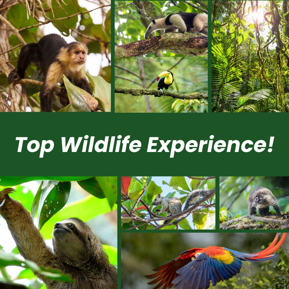 wildlife in costa rica