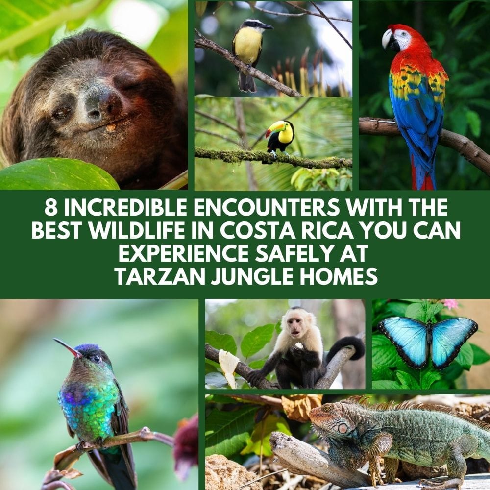 8 Incredible Encounters With the Best Wildlife in Costa Rica You Can Experience Safely at Tarzan Jungle Homes