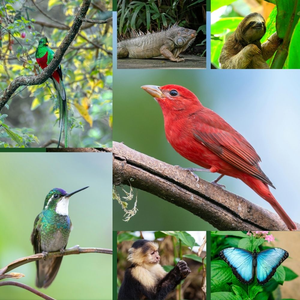 jungle in costa rica