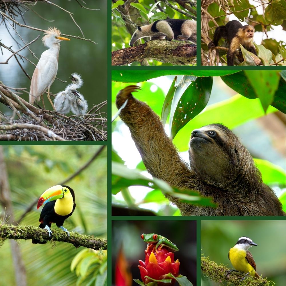 costa rica rainforest animals