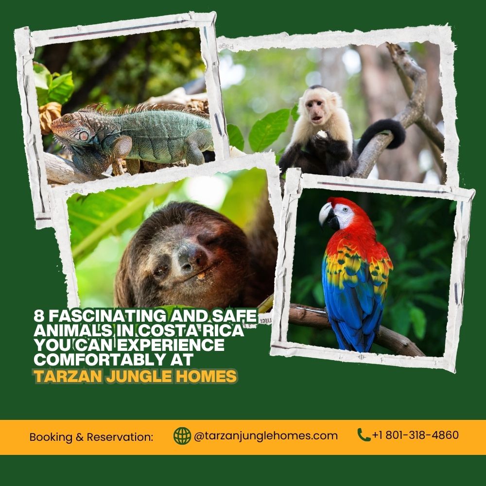 8 Fascinating and Safe Animals in Costa Rica You Can Experience Comfortably at Tarzan Jungle Homes