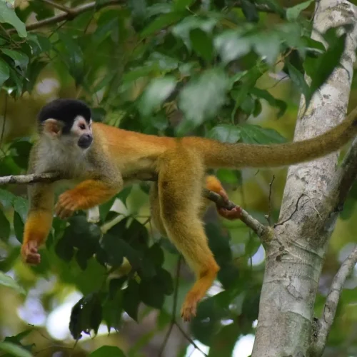 Monkey Mangroves in Costa Rica